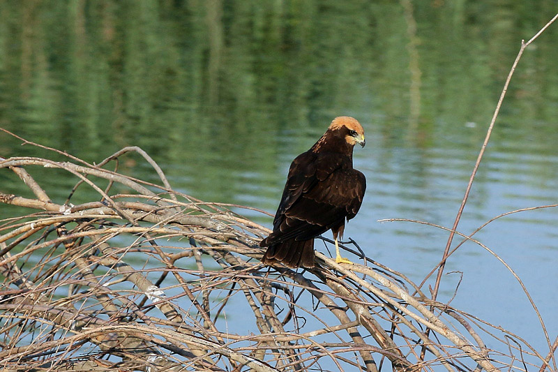 Falco di palude (Circus aeruginosus)